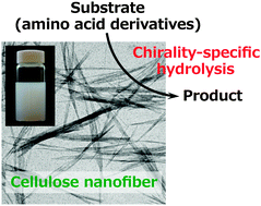Graphical abstract: Chirality-specific hydrolysis of amino acid substrates by cellulose nanofibers
