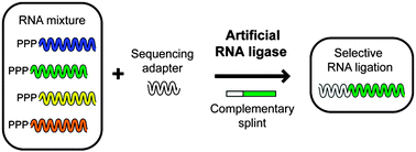 Graphical abstract: Universal labeling of 5′-triphosphate RNAs by artificial RNA ligase enzyme with broad substrate specificity