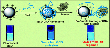 Graphical abstract: Label-free fluorimetric detection of histone using quaternized carbon dot–DNA nanobiohybrid