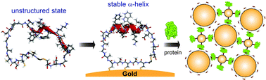 Graphical abstract: Stabilization of α-helices by the self-assembly of macrocyclic peptides on the surface of gold nanoparticles for molecular recognition