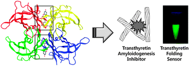 Graphical abstract: Bifunctional coumarin derivatives that inhibit transthyretin amyloidogenesis and serve as fluorescent transthyretin folding sensors