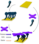 Graphical abstract: Bottom-up assembly of a surface-anchored supramolecular rotor enabled using a mixed self-assembled monolayer and pre-complexed components