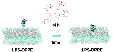 Graphical abstract: Electrostatics and flexibility drive membrane recognition and early penetration by the antimicrobial peptide dendrimer bH1