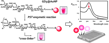 Graphical abstract: A glyco-gold nanoparticle based assay for α-2,8-polysialyltransferase from Neisseria meningitidis