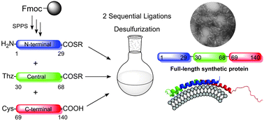 Graphical abstract: One-pot total chemical synthesis of human α-synuclein