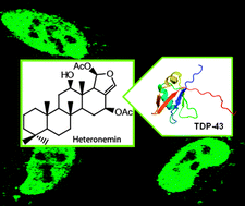 Graphical abstract: Heteronemin, a marine sponge terpenoid, targets TDP-43, a key factor in several neurodegenerative disorders