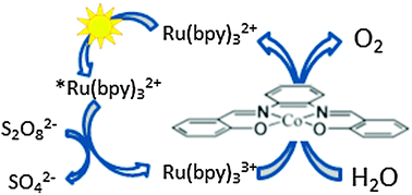 Graphical abstract: Light driven water oxidation by a single site cobalt salophen catalyst