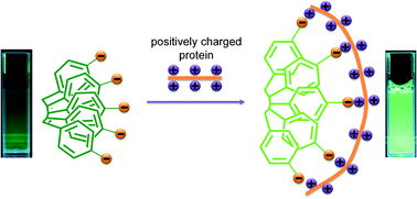 Graphical abstract: Fluorescence turn-on response of a conjugated polyelectrolyte with intramolecular stack structure to biomacromolecules