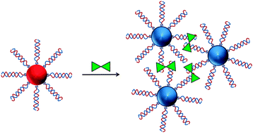 Graphical abstract: A rapid screen for molecules that form duplex to duplex crosslinks in DNA