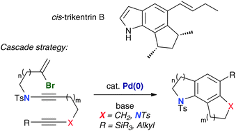 Graphical abstract: Palladium-catalyzed cyclization of bromoenynamides to tricyclic azacycles: synthesis of trikentrin-like frameworks