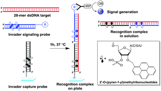 Graphical abstract: Sandwich assay for mixed-sequence recognition of double-stranded DNA: Invader-based detection of targets specific to foodborne pathogens