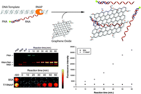 Graphical abstract: A graphene oxide-based platform for the assay of RNA synthesis by RNA polymerase using a fluorescent peptide nucleic acid probe