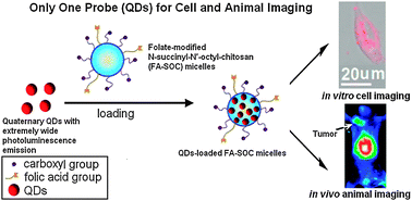 Graphical abstract: Broad spectrum photoluminescent quaternary quantum dots for cell and animal imaging