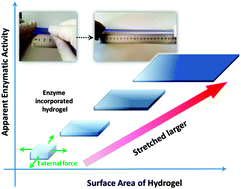 Graphical abstract: Controlled display of enzyme activity with a stretchable hydrogel