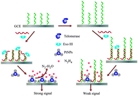 Graphical abstract: A Pt-nanoparticle electrocatalytic assay used for PCR-free sensitive telomerase detection