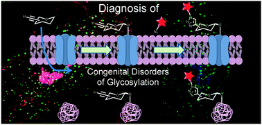 Graphical abstract: Alkynyl monosaccharide analogues as a tool for evaluating Golgi glycosylation efficiency: application to Congenital Disorders of Glycosylation (CDG)