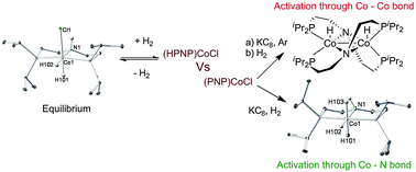 Graphical abstract: Unusual activation of H2 by reduced cobalt complexes supported by a PNP pincer ligand