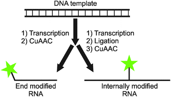 Graphical abstract: A modified dinucleotide for site-specific RNA-labelling by transcription priming and click chemistry