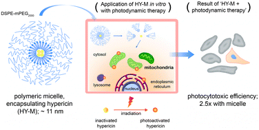 Graphical abstract: Enhancement of the photocytotoxic efficiency of sub-12 nm therapeutic polymeric micelles with increased co-localisation in mitochondria