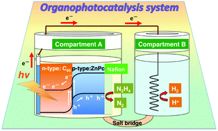 Graphical abstract: Decomposition of hydrazine by an organic fullerene–phthalocyanine p–n bilayer photocatalysis system over the entire visible-light region