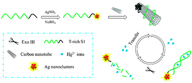 Graphical abstract: A “turn-on” carbon nanotube–Ag nanoclusters fluorescent sensor for sensitive and selective detection of Hg2+ with cyclic amplification of exonuclease III activity