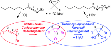 Graphical abstract: Epoxidation of bromoallenes connects red algae metabolites by an intersecting bromoallene oxide – Favorskii manifold