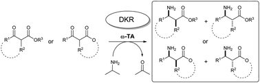 Graphical abstract: Expanding dynamic kinetic protocols: transaminase-catalyzed synthesis of α-substituted β-amino ester derivatives