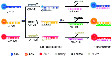 Graphical abstract: DNA strand-displacement-induced fluorescence enhancement for highly sensitive and selective assay of multiple microRNA in cancer cells