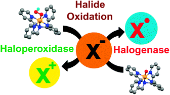 Graphical abstract: Mechanistic insight into halide oxidation by non-heme iron complexes. Haloperoxidase versus halogenase activity