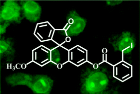 Graphical abstract: A fluorescent probe for the biological signaling molecule H2S based on a specific H2S trap group