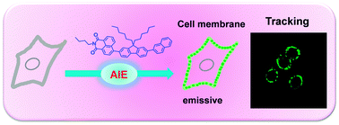 Graphical abstract: A bioprobe based on aggregation induced emission (AIE) for cell membrane tracking