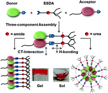 Graphical abstract: Three component assemblies by orthogonal H-bonding and donor–acceptor charge–transfer interaction