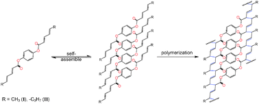Graphical abstract: Synthesis of polymeric ladders by topochemical polymerization