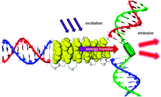 Graphical abstract: A modular LHC built on the DNA three-way junction