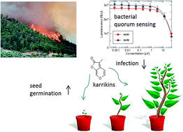 Graphical abstract: Karrikins from plant smoke modulate bacterial quorum sensing