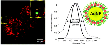 Graphical abstract: High coating of Ru(ii) complexes on gold nanoparticles for single particle luminescence imaging in cells