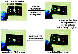 Graphical abstract: A prototype point-of-use assay for measuring heavy metal contamination in water using time as a quantitative readout