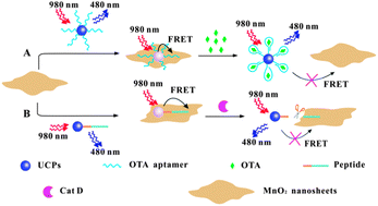 Graphical abstract: An MnO2 nanosheet as a label-free nanoplatform for homogeneous biosensing