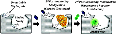 Graphical abstract: Fluorescent protein-imprinted polymers capable of signal transduction of specific binding events prepared by a site-directed two-step post-imprinting modification