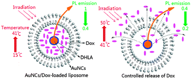 Graphical abstract: Retracted Article: Intracellular fluorescent thermometry and photothermal-triggered drug release developed from gold nanoclusters and doxorubicin dual-loaded liposomes