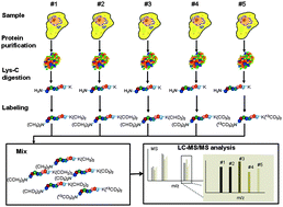 Graphical abstract: Five-plex isotope dimethyl labeling for quantitative proteomics