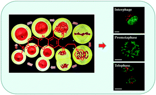 Graphical abstract: Fluorescence imaging lysosomal changes during cell division and apoptosis observed using Nile Blue based near-infrared emission