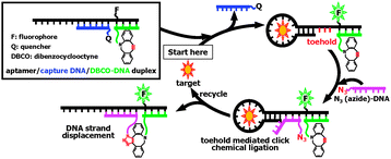 Graphical abstract: Enzyme-free fluorescent-amplified aptasensors based on target-responsive DNA strand displacement via toehold-mediated click chemical ligation