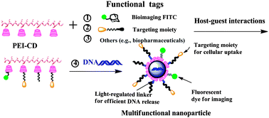 Graphical abstract: Multifunctional nanoparticles via host–guest interactions: a universal platform for targeted imaging and light-regulated gene delivery