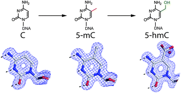 Graphical abstract: Structural insights into how 5-hydroxymethylation influences transcription factor binding