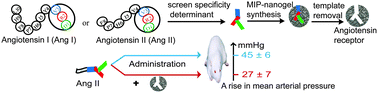 Graphical abstract: Recognition and neutralization of angiotensins I and II using an artificial nanogel receptor fabricated by ligand specificity determinant imprinting