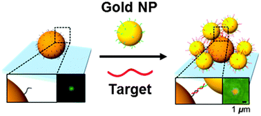 Graphical abstract: Colorimetric detection of microRNA miR-21 based on nanoplasmonic core–satellite assembly