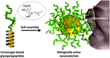Graphical abstract: Iminosugar-based glycopolypeptides: glycosidase inhibition with bioinspired glycoprotein analogue micellar self-assemblies
