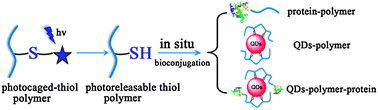 Graphical abstract: Photoreleasable thiol chemistry for facile and efficient bioconjugation