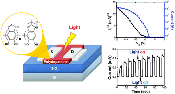 Graphical abstract: A new mussel-inspired polydopamine phototransistor with high photosensitivity: signal amplification and light-controlled switching properties
